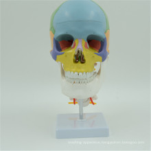 High quality with certificate human colored skull